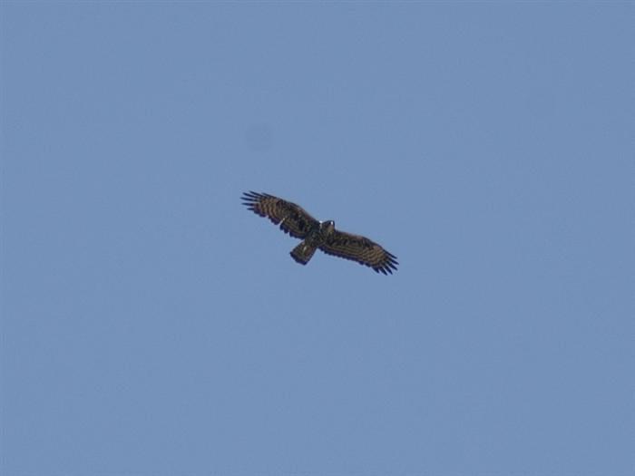 Ayres's Hawk-Eagle